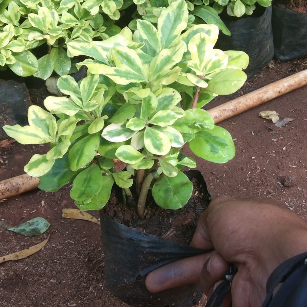 

pohon ginseng gold / gingseng hias gold