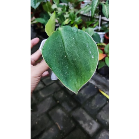 EKONOMIS  Philodendron Rugosum (Pigskin)