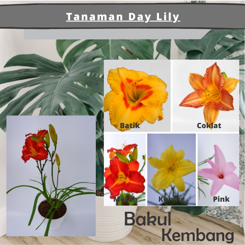 Tanaman Hias Lily Day Murah - Pohon Lily Day kuning MURAH