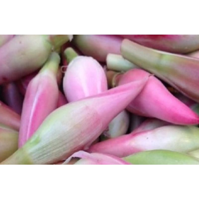 

Kincung/ Kecombrang 500 gr