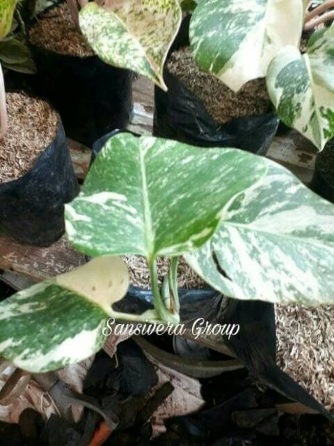 Tanaman Monstera Variegeta Monstera Daun Putih Shopee Indonesia