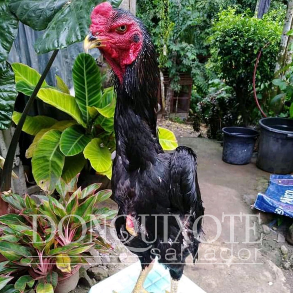ayam chu shamo black telur ready