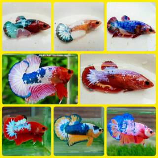 ikan cupang giant avatar male bahan proses mutasi warna