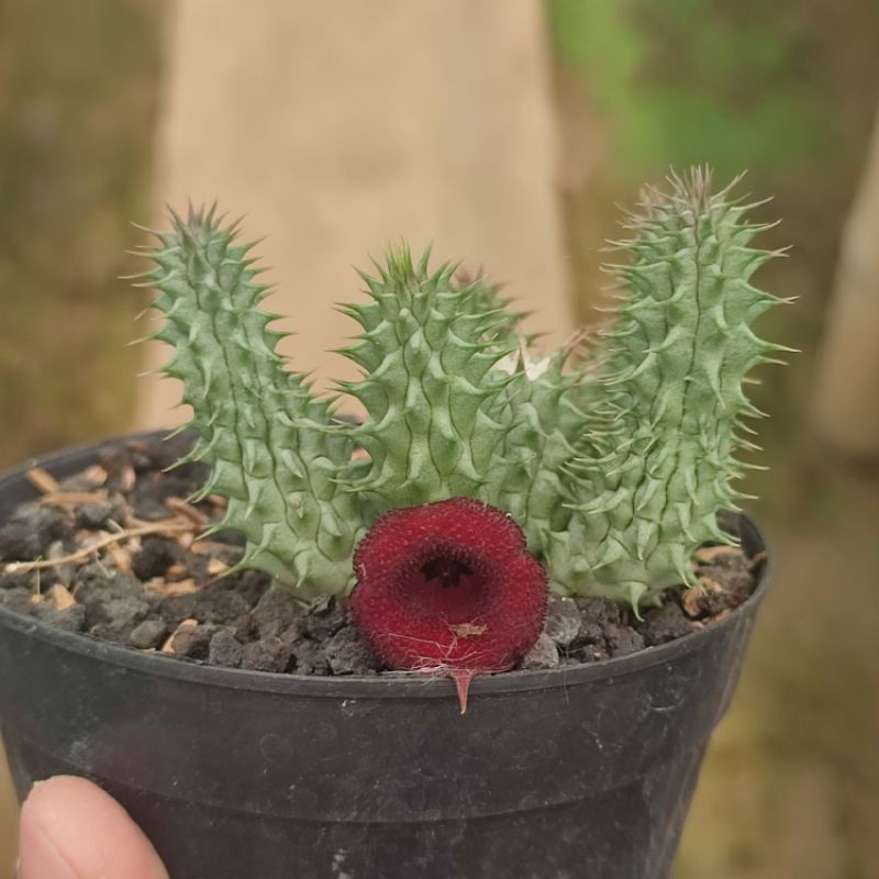 Huernia red dragon/ Huernia schnederiana/ Huernia