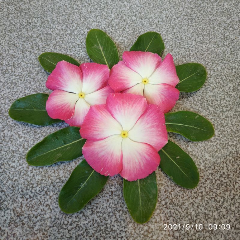 vinca nirvana white splash