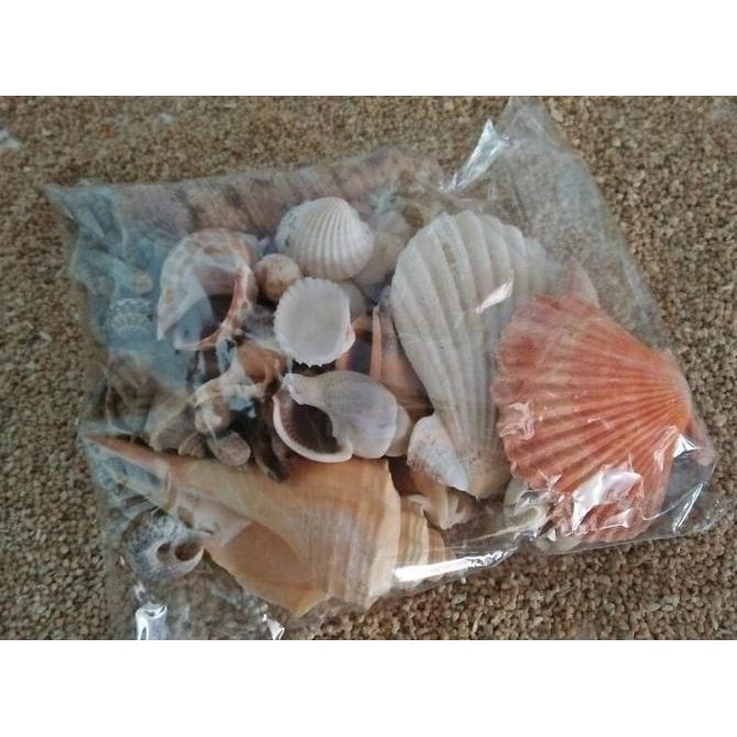 

Promo ANEKA KULIT/CANGKANG KERANG Terlaris