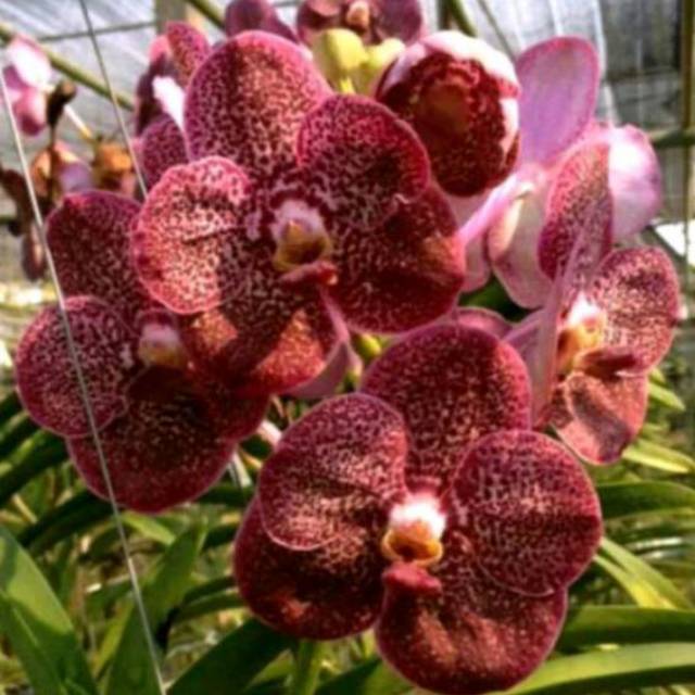 Anggrek Vanda Dewasa Merah Maroon Bunga Besar