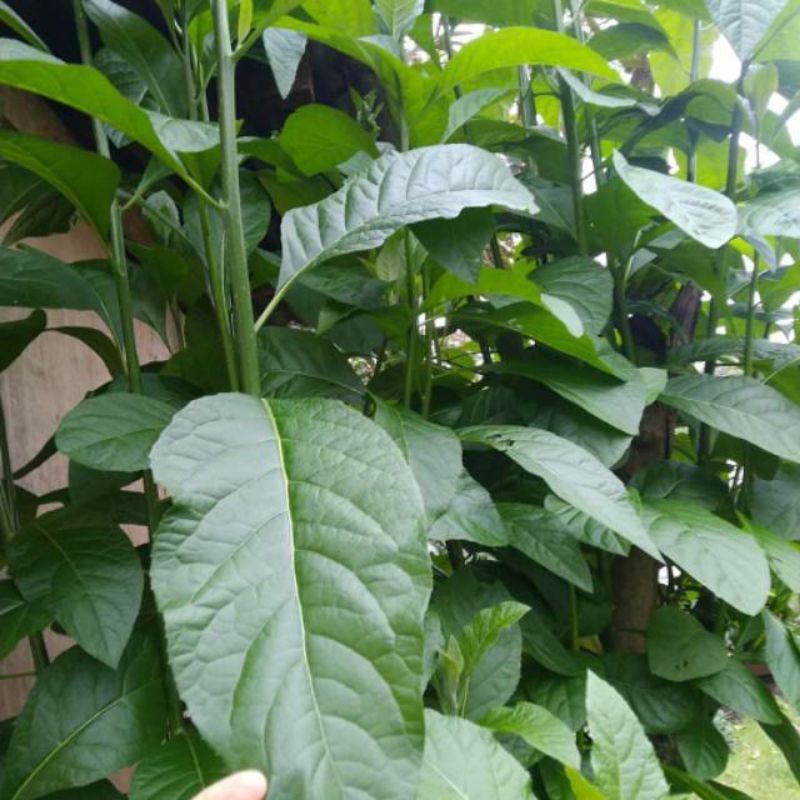 

DAUN AFRIKA HERBAL ALAMI HIPERTENSI, DIABETES, KANKER, STROKE / 100 gram