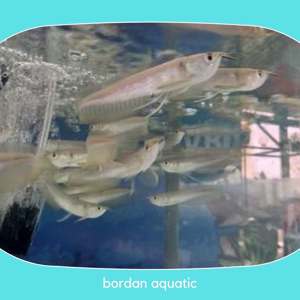 Arwana Silver brazil ( 15 cm ) Garansi Jika Ikan Mati