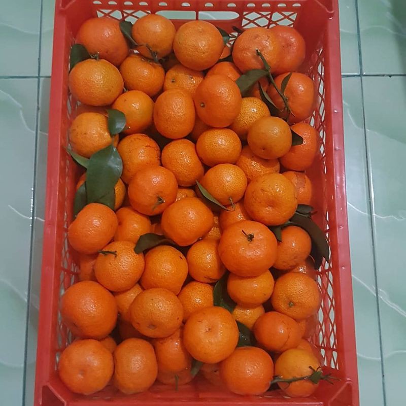 

Jeruk Shantang Birma