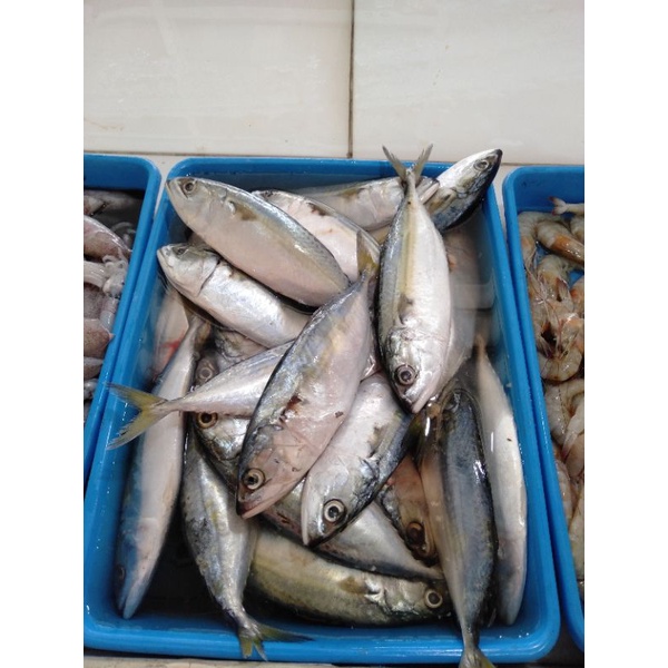 

ikan kembung banjar