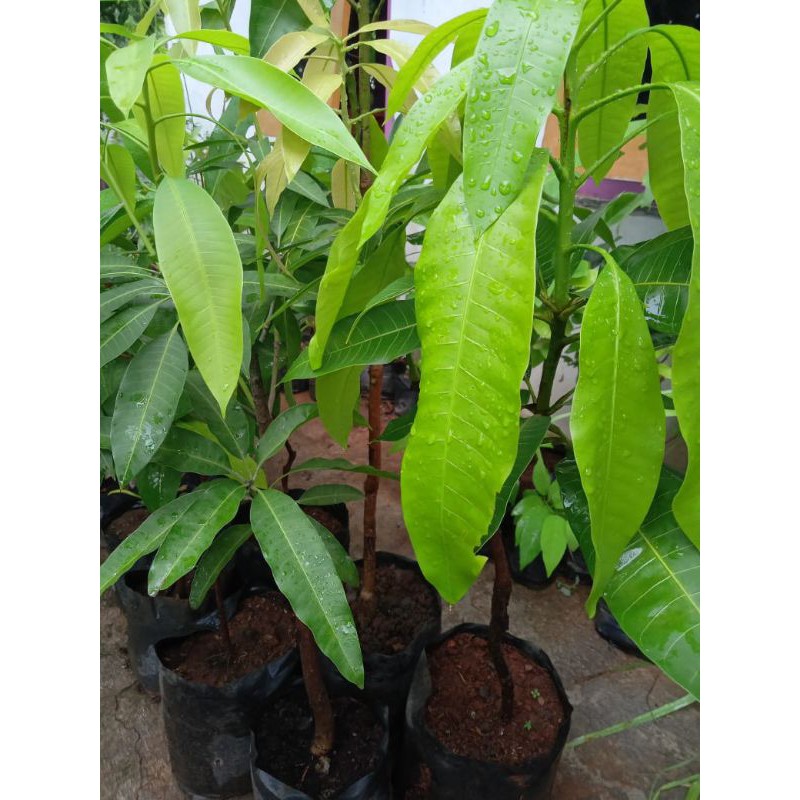 Bibit Pohon Mangga Kombinasi 2 jenis