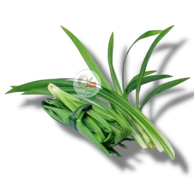 

Daun pandan wangi pandan hijau