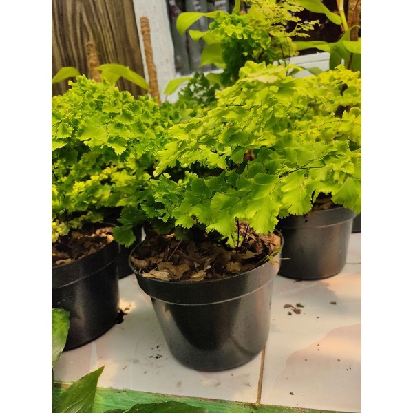 bibit tanaman hias supplier betok atau meidenhair