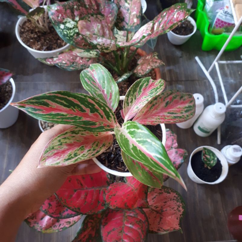 Aglaonema Butterfly Mutasi