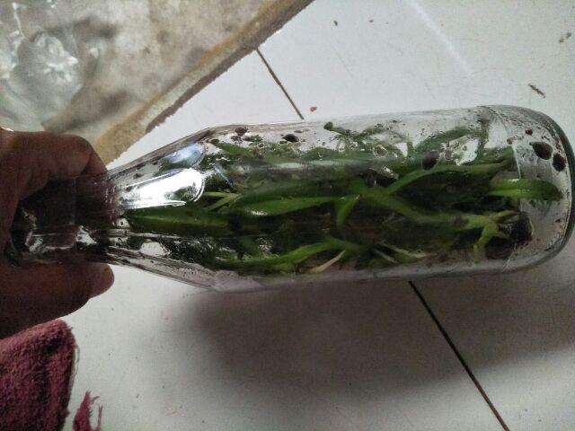 Botol Dendrobium Keriting Siap Aklimatisasi