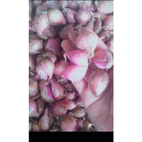 

bawangBrebes