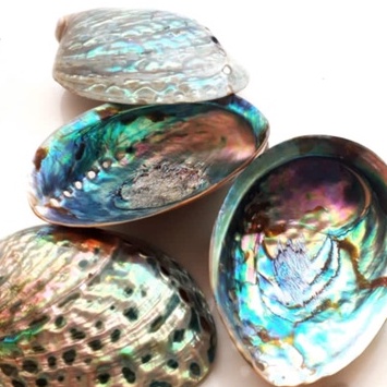 Pollished Abalone Shell