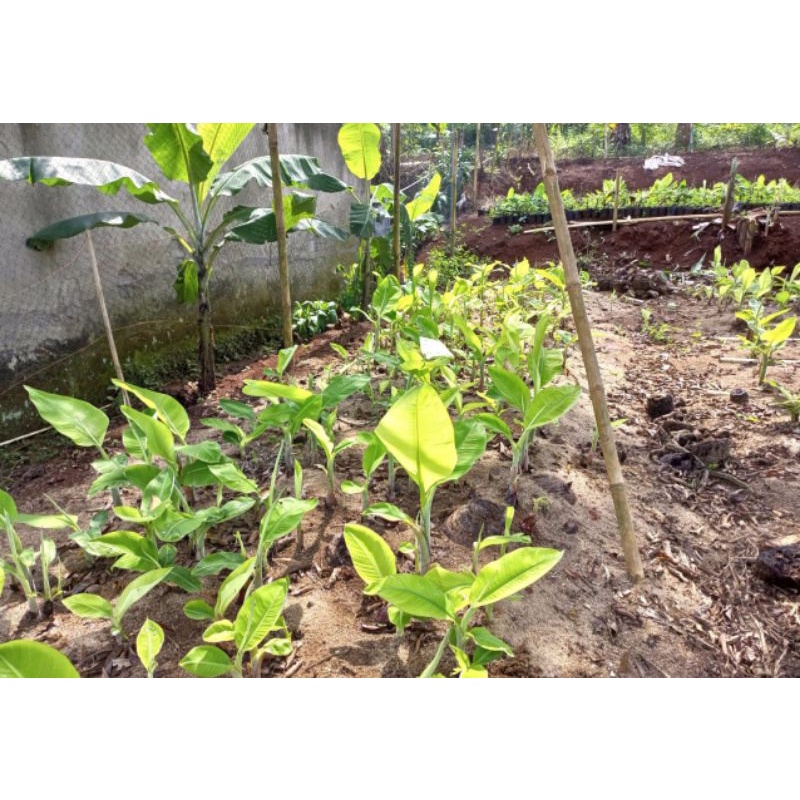 Bibit pisang Raja Bulu