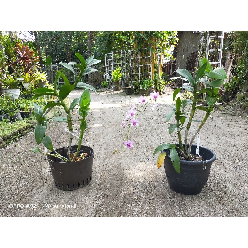 anggrek koleksi Dendrobium mentangai  dewasa jumbo