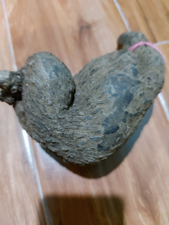 Stephania Venosa Murah! Tanaman Hias Langka