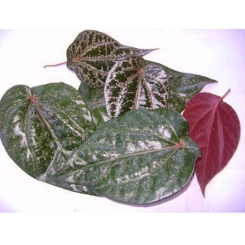 Daun Sirih Merah Segar