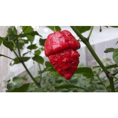 Benih Bibit Biji - Cabai Red Apocalypse Pepper Cabe Super Pedas Seeds