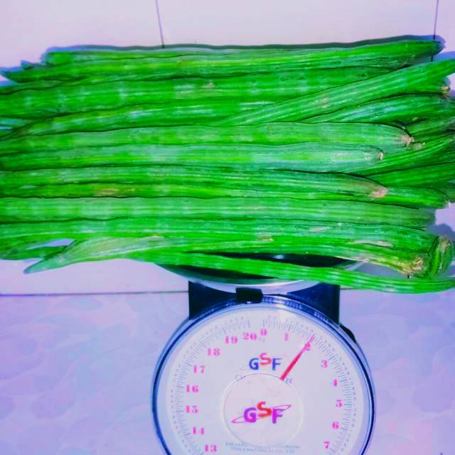 

Buah kelor / klentang 2 kg fresh