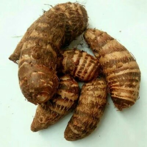 

TALAS BELITUNG BGR 1KG