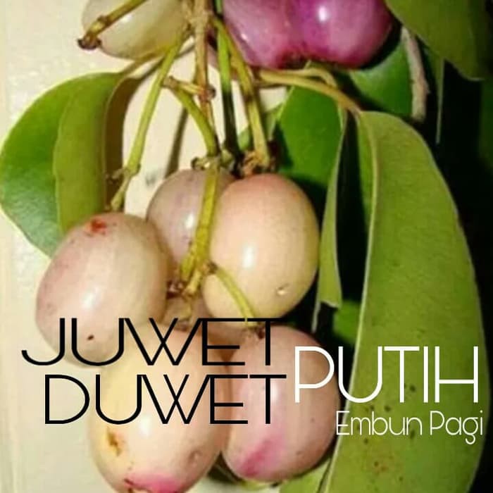 Bibit pohon Buah Juwet / Duwet Putih /Jamblang putih