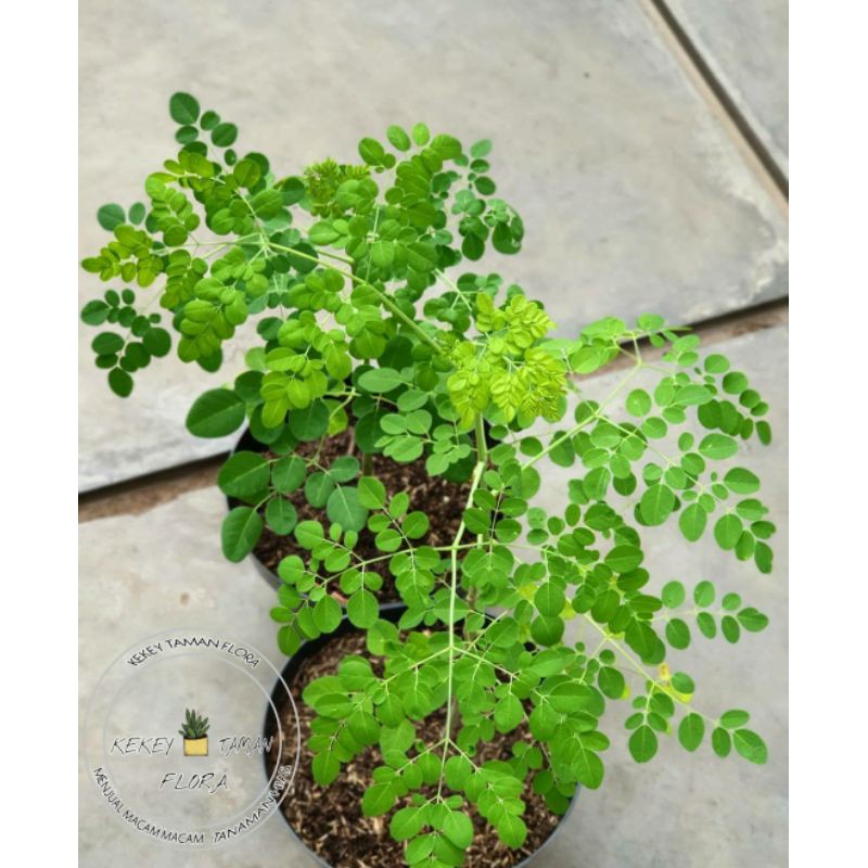 Tanaman Pohon Kelor - Pohon Kelor - Bibit Pohon Kelor