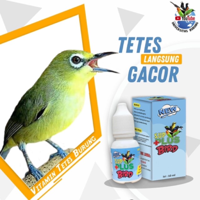 vitamin burung gacor sup plus bird