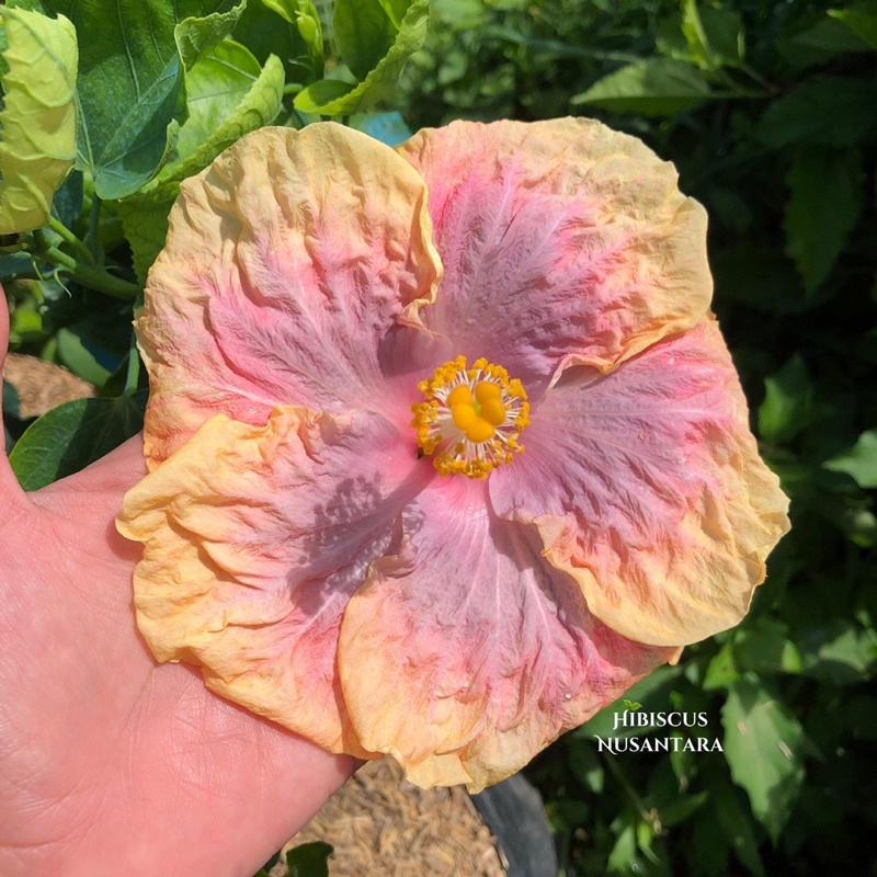 Tanaman Hibiscus Nos Sweet Love Bunga Pink Kuat Panas Hibiscus Nusantara CODE 014