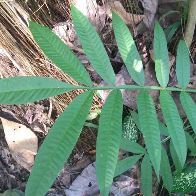 

Daun sungkai / Daun jati sabrang segar 100 gram