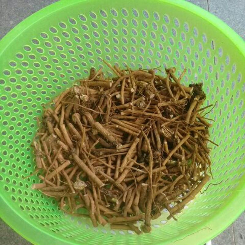 Akar walang sangit segar. 1 kg