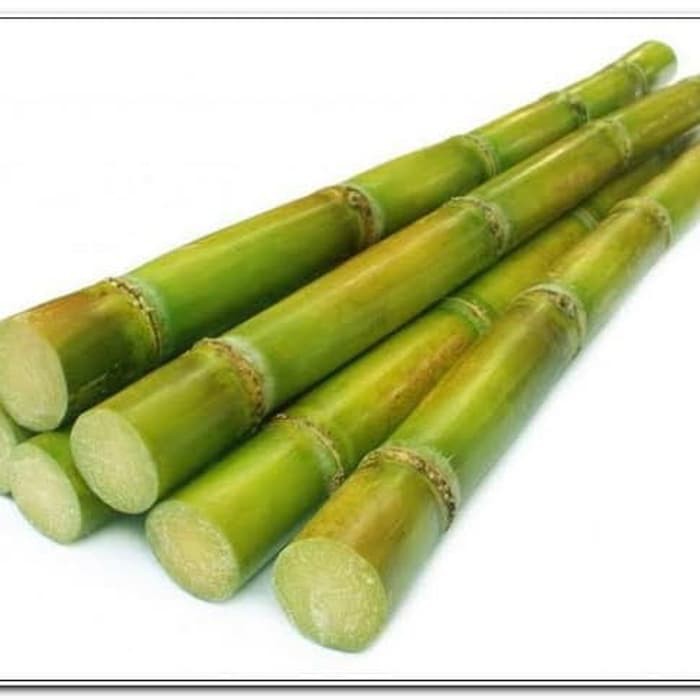STEK BIBIT TEBU HIJAU