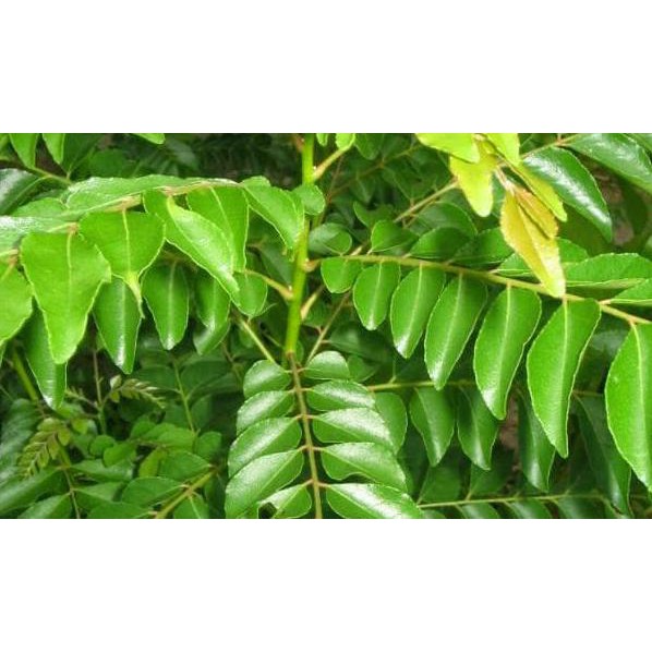 

Herbal877D8Rs9 Daun Kari ( Per Tangkai / Ruas ) Dijamin Aman Dari Peptisida