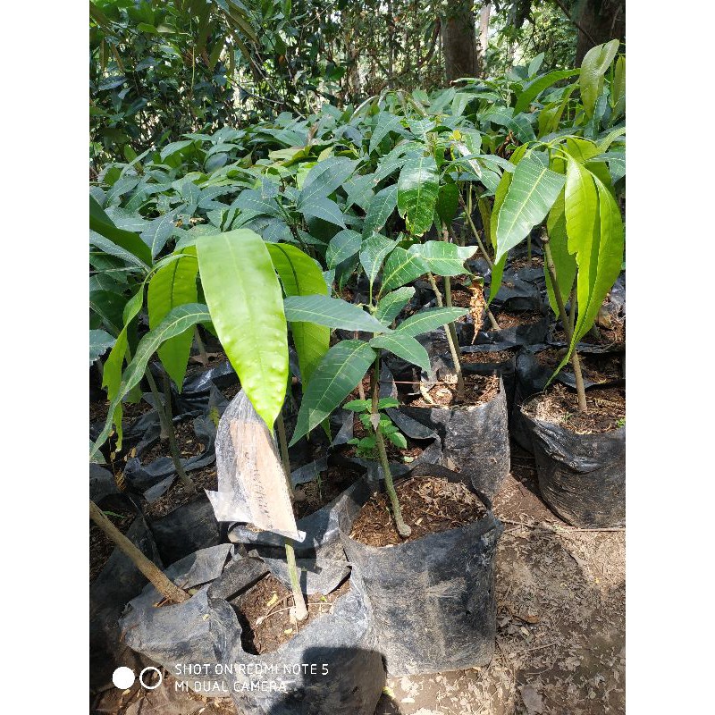 Bibit buah mangga mahatir jumbo