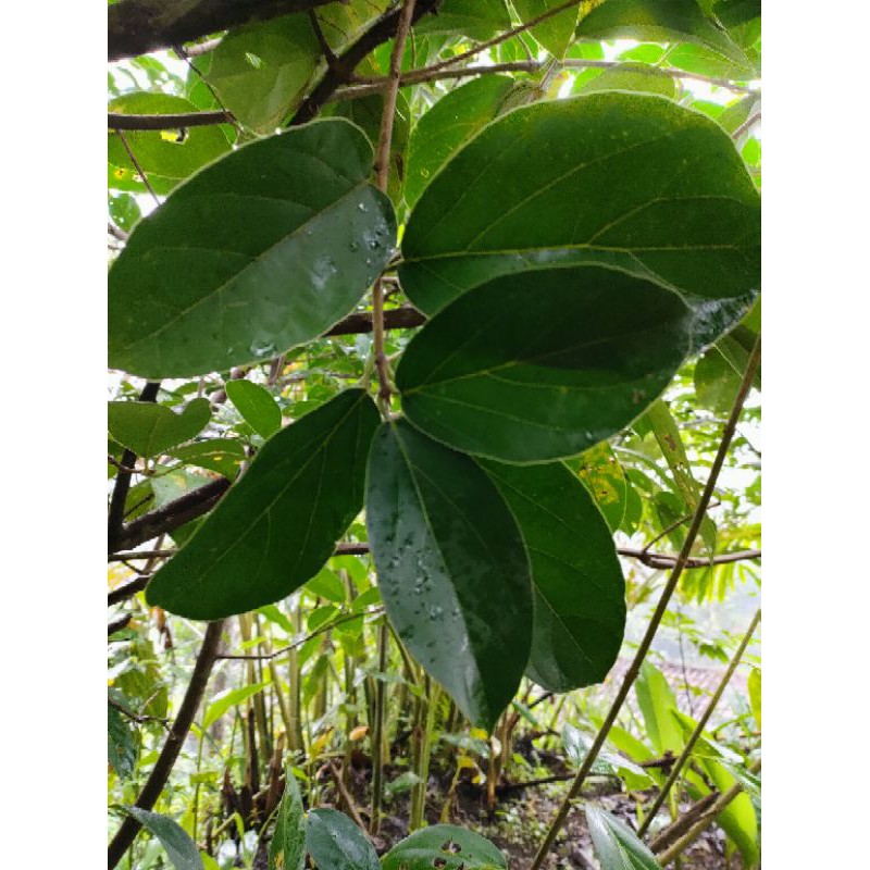 

Daun cincau segar 500grm di petik saat mau di kirim