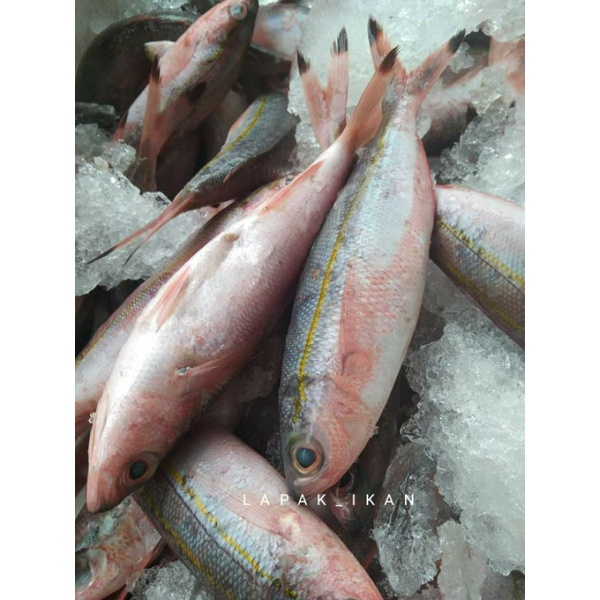 

Ikan Pisang~Pisang Segar 1~Kilogram