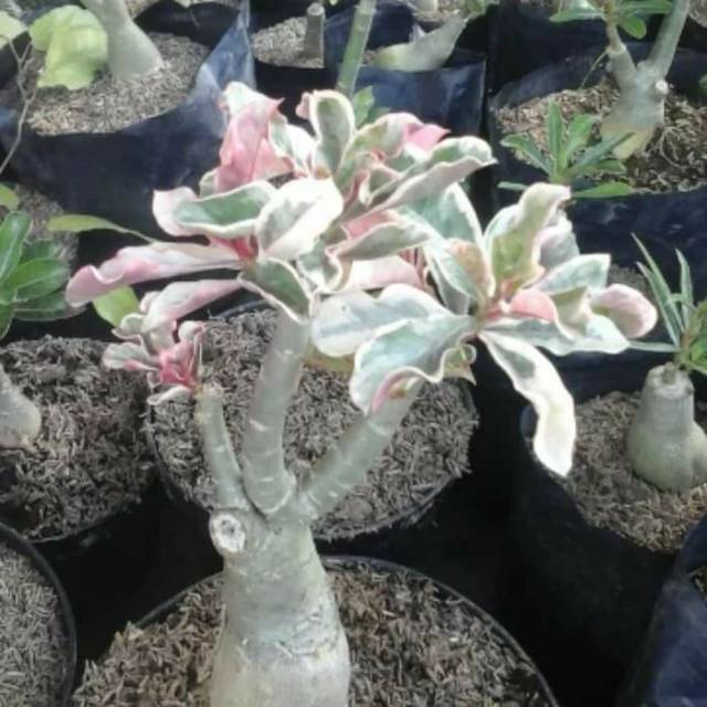 Tanaman hias adenium variegata