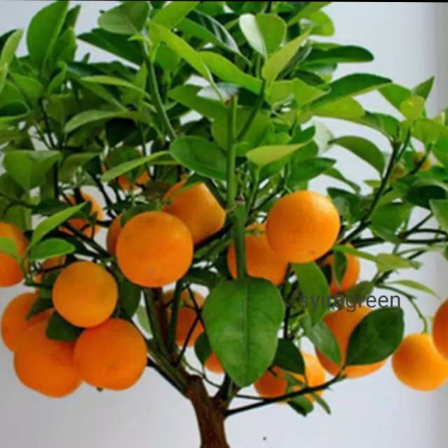 Bibit jeruk mandarin