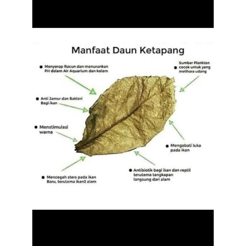 

Daun Ketapang Kering