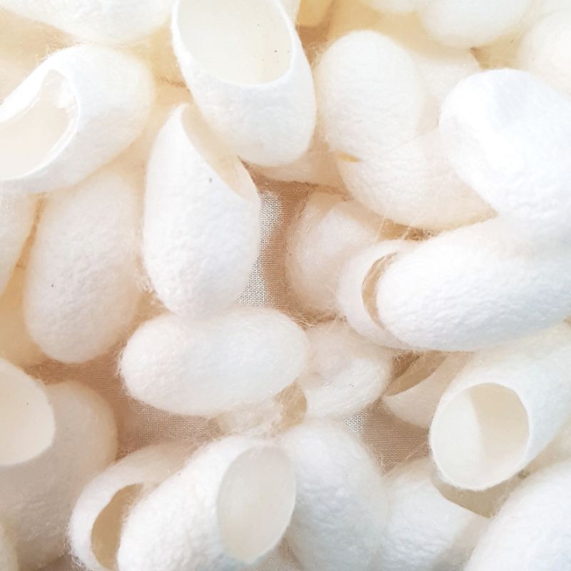 Kepompong ulat sutra silk cocoon