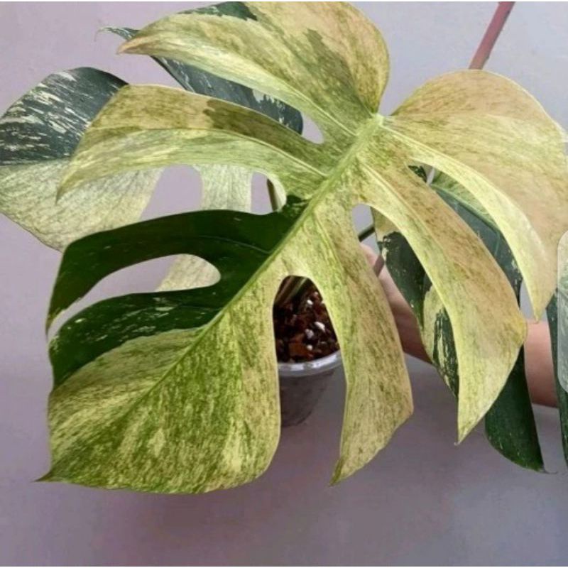 Bonggol Monstera Mint Variegata