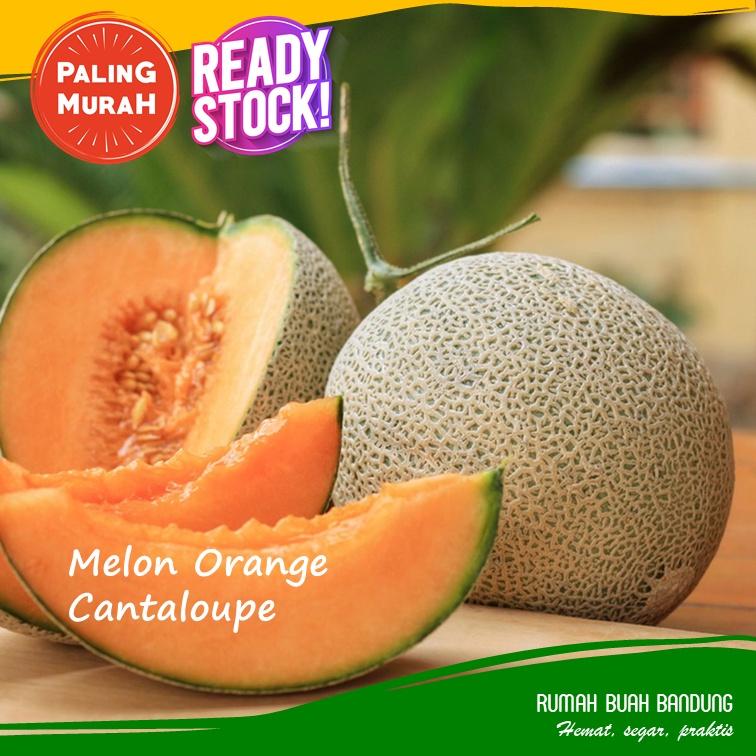 Melon Orange Cantalopue (Rock Melon)