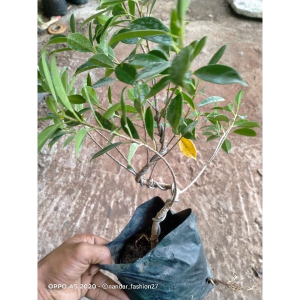 BONSAI KIMENG MAME SUDAH GERAK DASAR 25K
