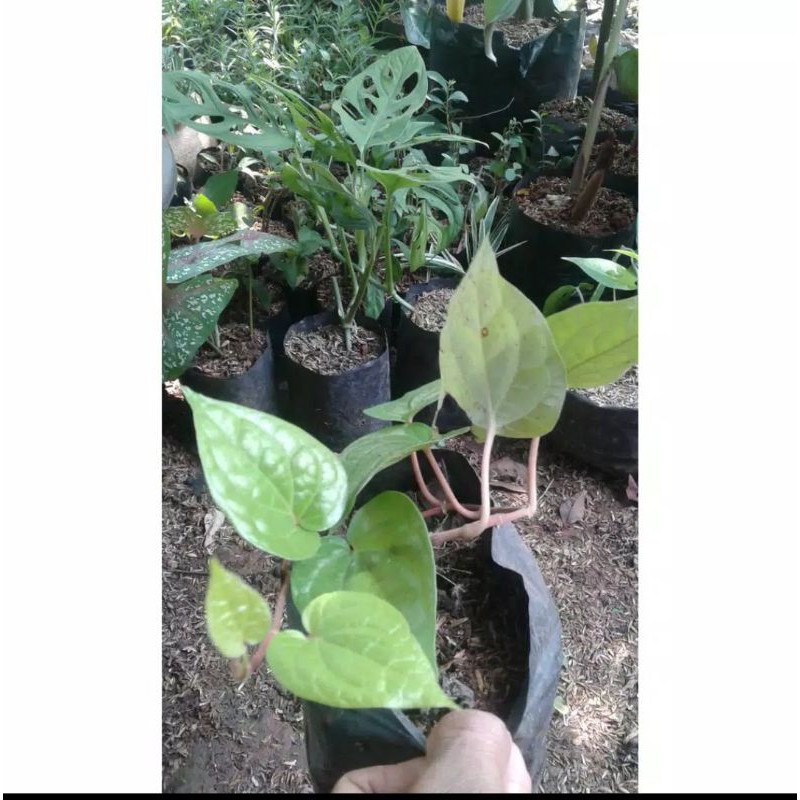 Tanaman Hias Hidup Sirih Hitam Sirih Herbal