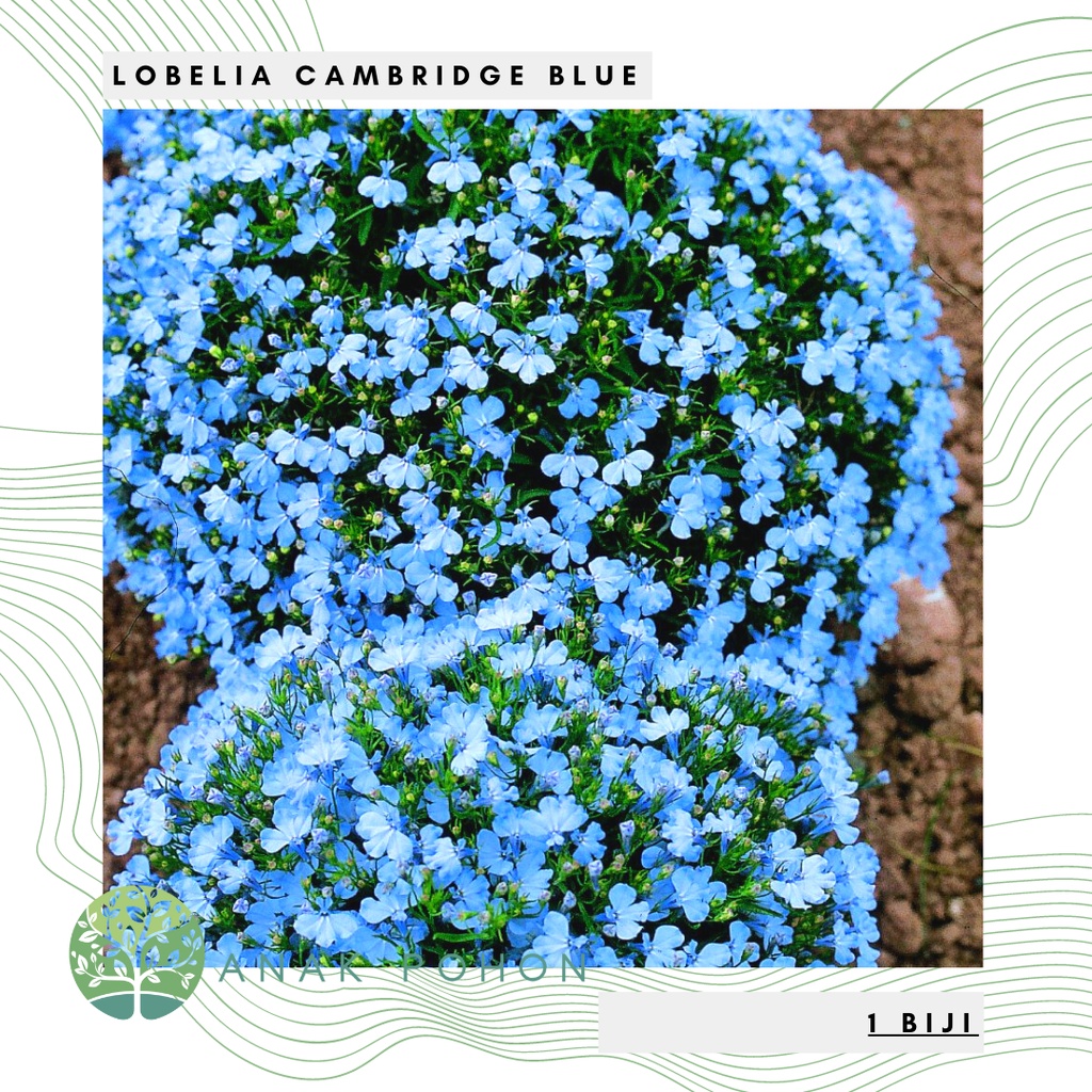 Benih Bibit Biji - Bunga Lobelia Cambridge Blue Flower Seeds - IMPORT