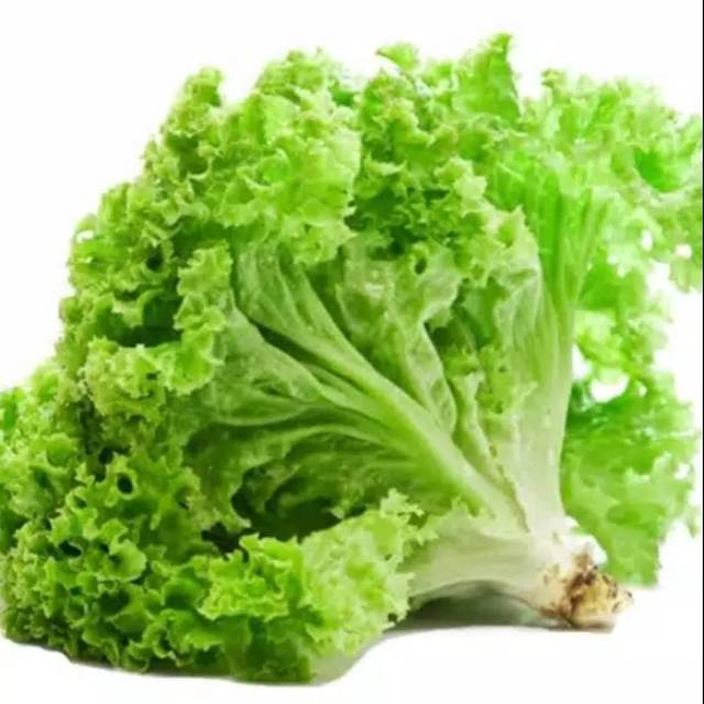 100 BENIH LETTUCE / BIBIT SELADA KERITING HIJAU